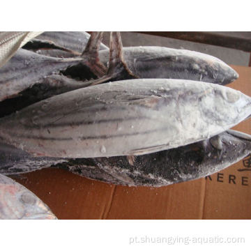 Congelado auxis thazard skipjack inteiro peixe bonito